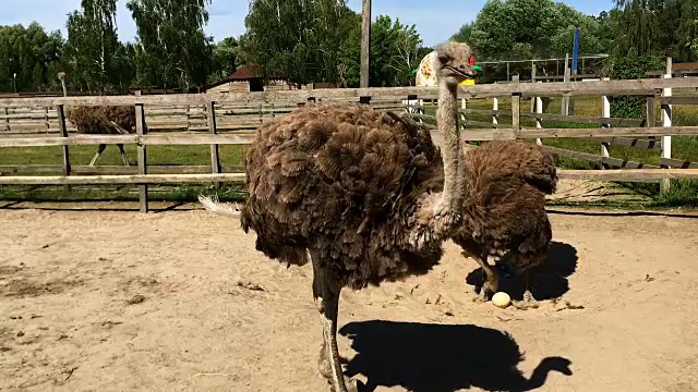 家养野生非洲鸵鸟(struthio camelus)在鸟舍行走。视频素材