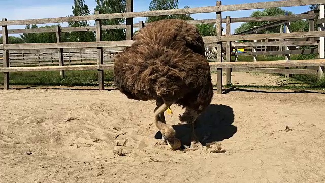 家养野生非洲鸵鸟(struthio camelus)正在一个鸵鸟农场的鸟舍里行走。视频素材