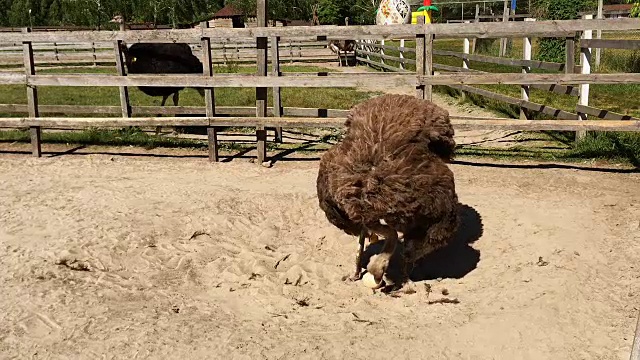 家养野生非洲鸵鸟(struthio camelus)正在一个鸵鸟农场的鸟舍里行走。视频素材