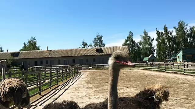 家养野生非洲鸵鸟(struthio camelus)正在一个鸵鸟农场的鸟舍里行走。视频素材