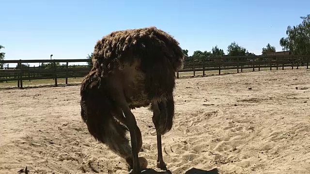 家养野生非洲鸵鸟(struthio camelus)正在一个鸵鸟农场的鸟舍里行走。视频素材