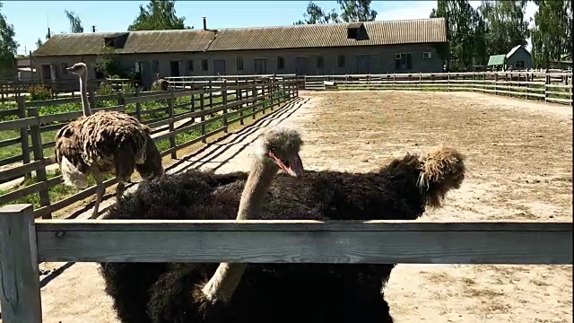 家养野生非洲鸵鸟(struthio camelus)正在一个鸵鸟农场的鸟舍里行走。视频素材