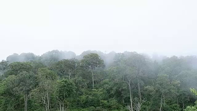 有雾的雨林视频素材