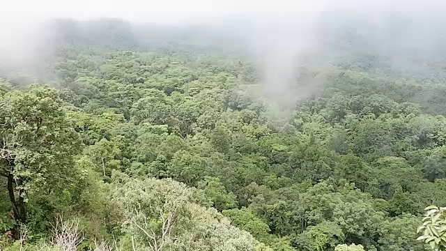 有雾的雨林视频素材