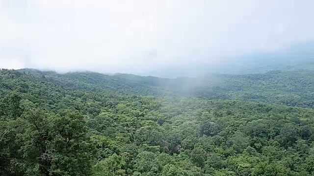 有雾的雨林视频素材