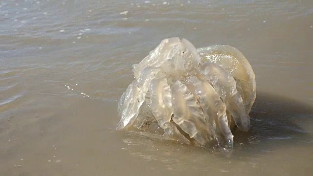 死亡的真正水母，全球变暖的后果，对海滩的特写视频素材