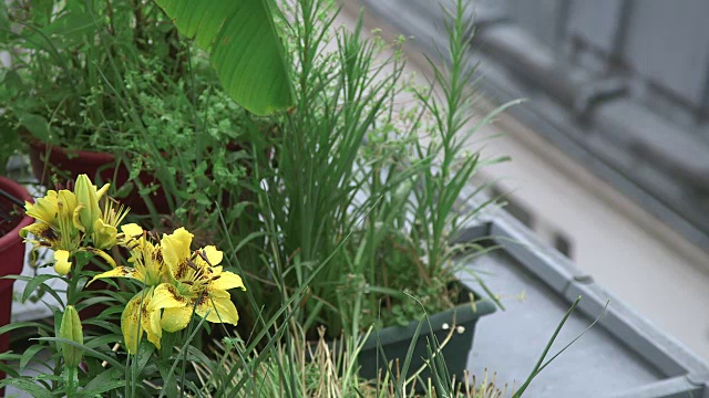 屋顶上的花和植物视频素材