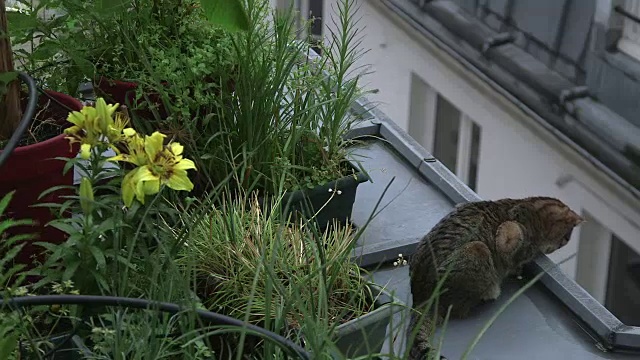 花和植物在屋顶和一只猫视频素材