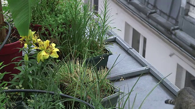 花和植物在屋顶和一只猫视频素材