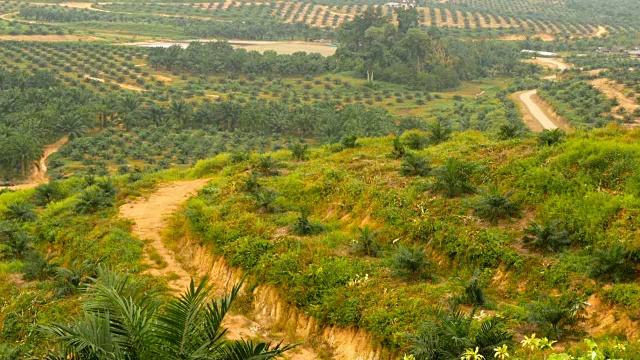 从上面可以看到成行的油棕榈种植园。热带景观。视频素材