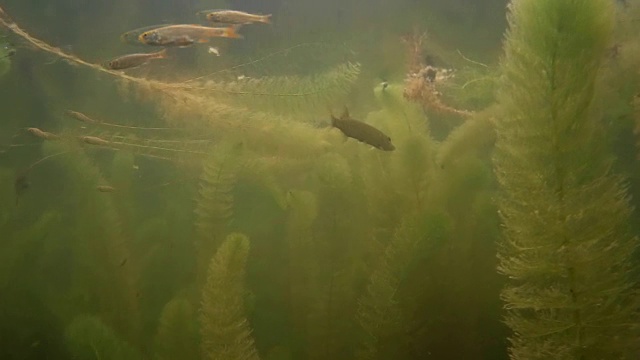 水下淡水鱼视频下载