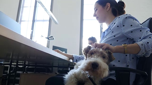 女商人在办公室抚摸狗的侧面视频素材画面2