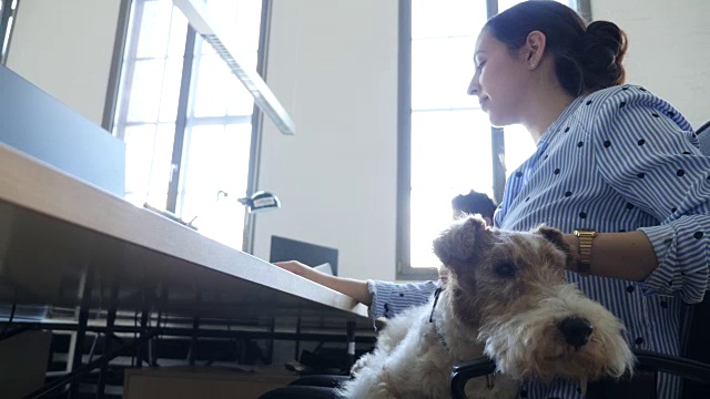 女商人在办公室抚摸狗的侧面视频素材画面3