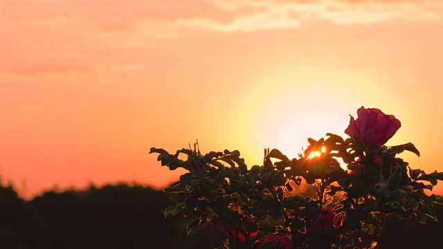 夕阳的光芒透过玫瑰视频素材