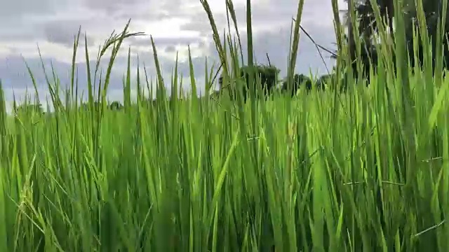 收获的稻田视频素材画面1