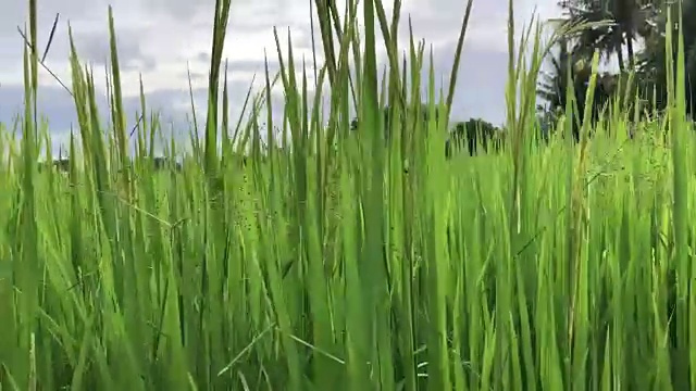 收获的稻田视频素材画面2