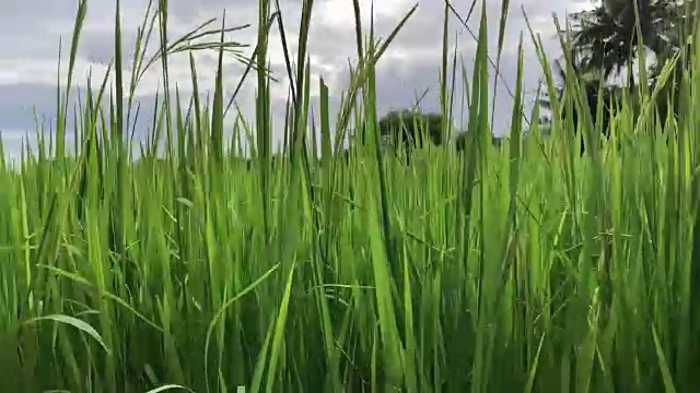收获的稻田视频素材画面3