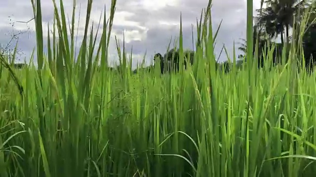 收获的稻田视频素材画面4