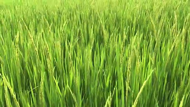 收获的稻田视频素材画面1