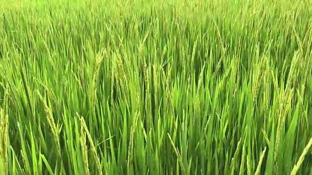 收获的稻田视频素材画面2