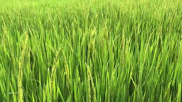 收获的稻田视频素材画面3