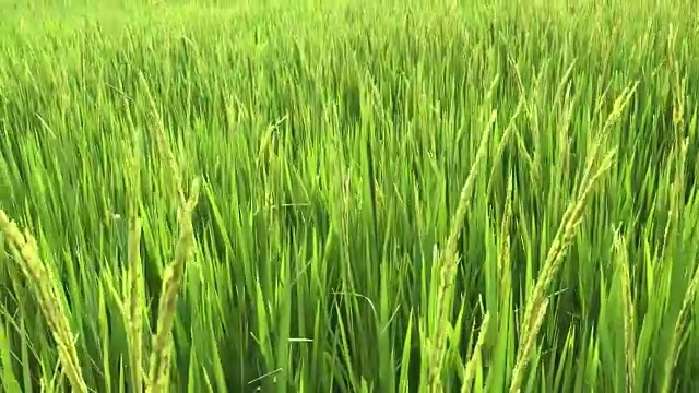 收获的稻田视频素材画面4