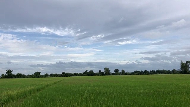 收获的稻田视频素材画面2