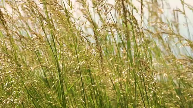 年轻的草花田近距离对背景天空。自然场景。慢动作视频素材画面1