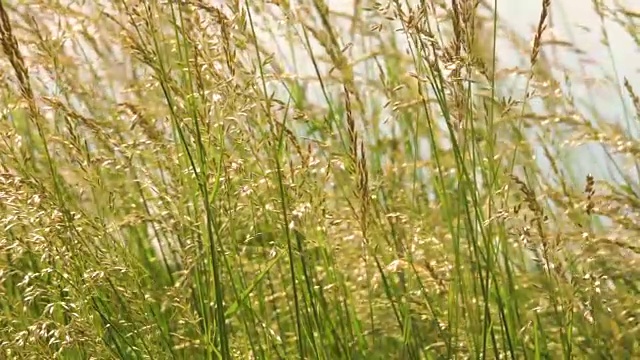 年轻的草花田近距离对背景天空。自然场景。慢动作视频素材画面3