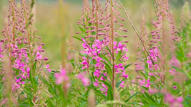 盛开的莎莉花近距离的背景天空。自然场景。慢动作视频素材画面2