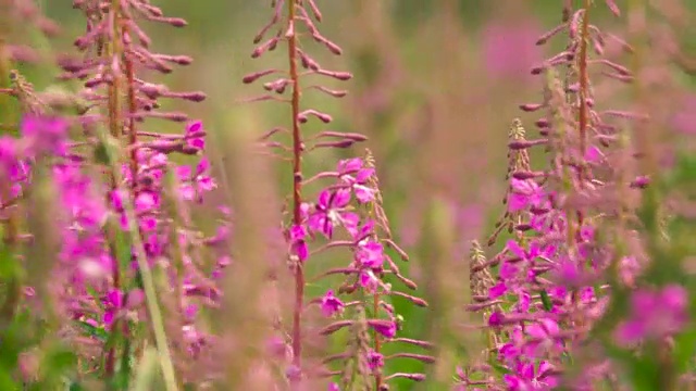 盛开的莎莉花近距离的背景天空。自然场景。慢动作视频素材画面1
