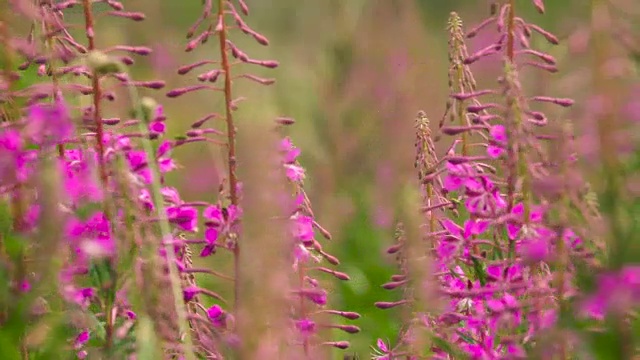 盛开的莎莉花近距离的背景天空。自然场景。慢动作视频素材画面2