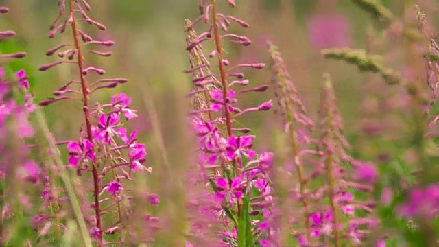 盛开的莎莉花近距离的背景天空。自然场景。慢动作视频素材画面4