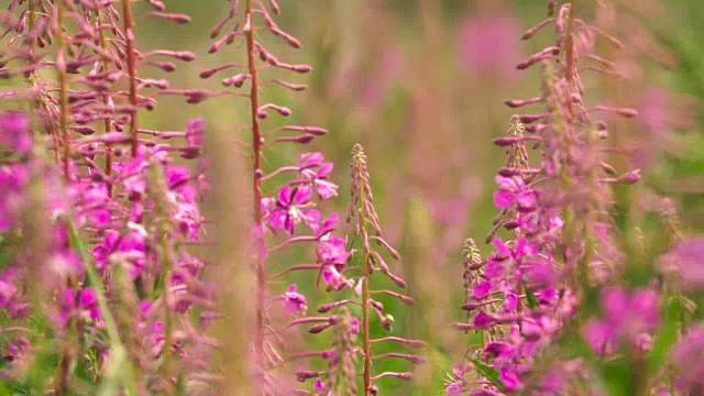 盛开的莎莉花近距离的背景天空。自然场景。慢动作视频素材画面3