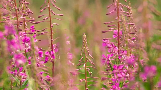 盛开的莎莉花近距离的背景天空。自然场景。慢动作视频素材画面4