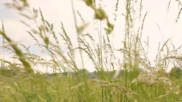 年轻的草花田近距离对背景天空。自然场景。慢动作视频素材画面2