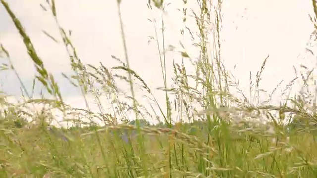 年轻的草花田近距离对背景天空。自然场景。慢动作视频素材画面3
