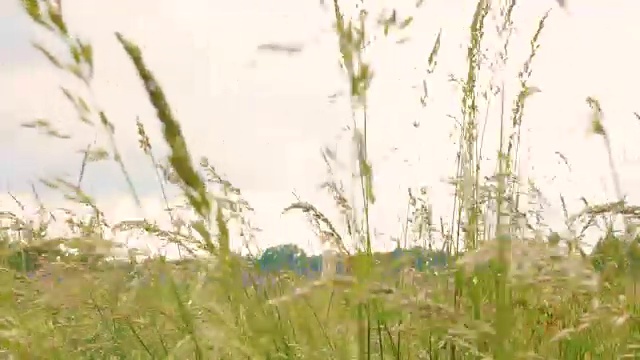 年轻的草花田近距离对背景天空。自然场景。慢动作视频素材画面4