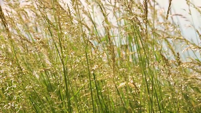 年轻的草花田近距离对背景天空。自然场景。慢动作视频素材画面1