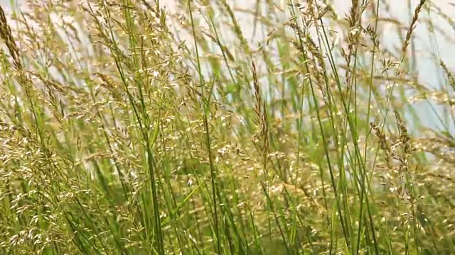 年轻的草花田近距离对背景天空。自然场景。慢动作视频素材画面2