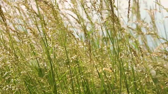 年轻的草花田近距离对背景天空。自然场景。慢动作视频素材画面4