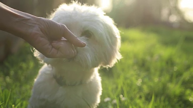 马耳他狗从一个小男孩的手里吃东西视频素材画面4