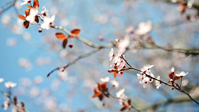 樱花特写视频素材