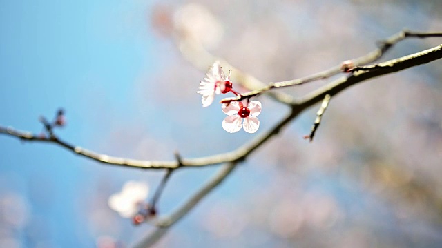 樱花特写视频素材