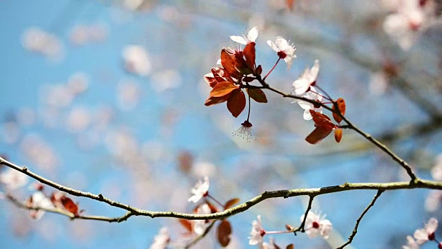 樱花特写视频素材