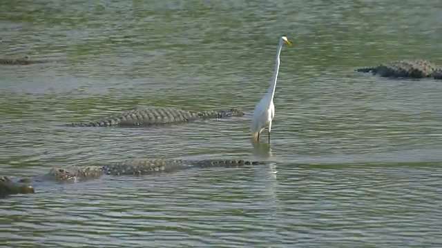 鳄鱼浮在水面上视频素材