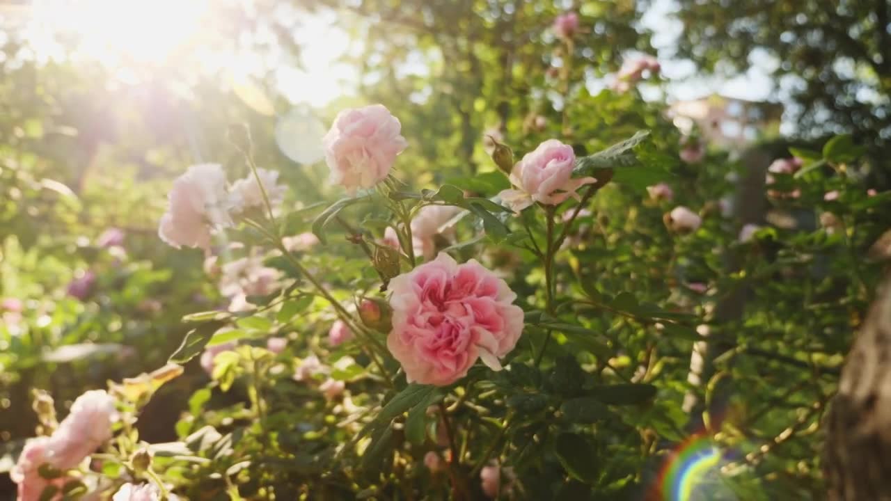 盛开的一丛粉红色玫瑰视频素材画面1