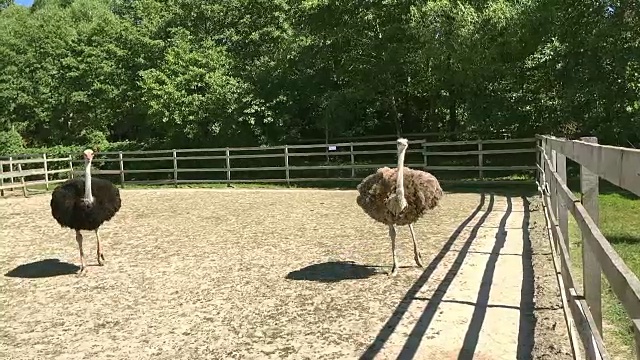 家养野生非洲鸵鸟(struthio camelus)正在一个鸵鸟农场的鸟舍里行走。视频素材