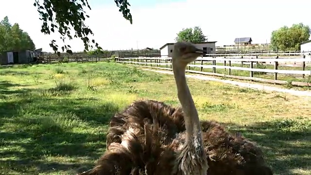 家养野生非洲鸵鸟(struthio camelus)正在一个鸵鸟农场的鸟舍里行走。视频素材