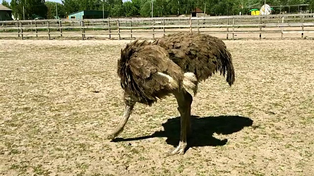 家养野生非洲鸵鸟(struthio camelus)在鸵鸟农场的鸟舍里啄食。视频素材